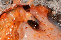 Mountain pine beetle (Dendroctonus ponderosae)   'pitched out' by  pitch / resin  in Lodgepole pine tree, Grand Teton National Park, Wyoming, USA, August. The current outbreak of mountain pine beetles...