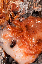 Dead Mountain pine beetle (Dendroctonus ponderosae)  'pitched out' by pitch / resin in Lodgepole pine tree, Grand Teton National Park, Wyoming, USA. August. The current outbreak of mountain pine beetl...