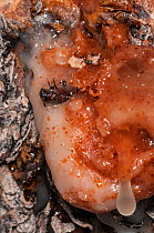 Dead Mountain pine beetle (Dendroctonus ponderosae)  'pitched out' by pitch / resin in Lodgepole pine tree, Grand Teton National Park, Wyoming, USA. August. The current outbreak of mountain pine beetl...