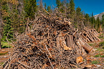 Dead Trees being removed from Rocky Mountain National Park, Colorado, killed by Mountain pine beetle (Dendroctonus ponderosae).  Climate change. The current outbreak of mountain pine beetles has been...