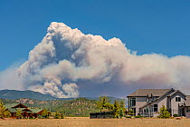 Fort Collins- Colorado forest  fire seen from Estes Park. The fire was intensified by dead trees killed by the Mountain pine beetle (Dendroctonus ponderosae).  Colorado, USA, June. The current outbrea...