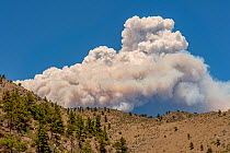 Fort Collins- Colorado forest fire seen from Estes Park. The fire was intensified by dead trees killed by the Mountain pine beetle (Dendroctonus ponderosae) Colorado, USA, June. The current outbreak o...