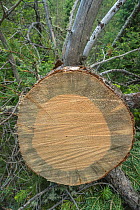 Cross section through trunk of tree infected with Mountain pine beetle larvae (Dendroctonus ponderosae). Note dark stain from fungus transported by the  beetle. Grand Teton National Park, Wyoming, USA...
