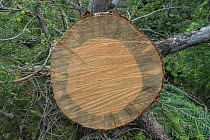 Cross section through trunk of tree infected with Mountain pine beetle larvae (Dendroctonus ponderosae). Note dark stain from fungus transported by the  beetle. Grand Teton National Park, Wyoming, USA...