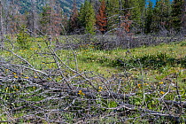 Dead Lodgepole Pine trees killed by Mountain pine beetle (Dendroctonus ponderosae)  that have blown down creating a fire hazard.  USA, July. The current outbreak of mountain pine beetles has been part...