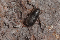 Mountain pine beetle ( Dendroctonus ponderosae)  trying to enter Lodgepole Pine tree, Grand Teton National Park, USA, August. The current outbreak of mountain pine beetles has been particularly aggres...