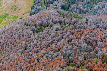Dead White bark pine trees (Pinus albicaulis) killed by Mountain pine beetle (Dendroctonus ponderosa,)  Grand Teton National Forest, Wyoming, USA. The current outbreak of mountain pine beetles has bee...