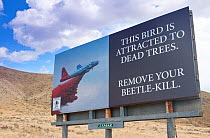 Warning sign to cut down  trees killed by Mountain pine beetle (Dendroctonus ponderosae)  because of the fire hazard. Sign is near Dubois, Wyoming, USA. The crrent outbreak of mountain pine beetles ha...