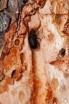 Mountain pine beetle (Dendroctonus ponderosae) in Lodgepole Pine, Grand Teton National Park, Wyoming, USA, August. The current outbreak of mountain pine beetles has been particularly aggressive. This...