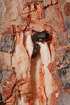 Mountain pine beetle (Dendroctonus ponderosae) male and female in Lodgepole Pine tree, Grand Teton National Park, Wyoming, USA, August. The current outbreak of mountain pine beetles has been particula...