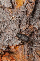 Mountain pine beetle( Dendroctonus ponderosae)  trying to enter  Lodgepole Pine tree, Grand Teton National Park, Wyoming, USA, August. The current outbreak of mountain pine beetles has been particular...