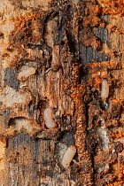 Mountain pine beetle (Dendroctonus ponderosae)  larvae in horizontal tunnels that eventually will kill the tree. in Lodgepole Pine, Grand Teton National Park, Wyoming, USA, August. The current outbrea...