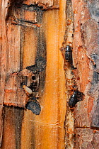 Mountain pine beetle (Dendroctonus ponderosae) in Lodgepole Pine, Grand Teton National Park, Wyoming, USA, August. The current outbreak of mountain pine beetles has been particularly aggressive. This...