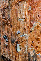 Larvae of Mountain pine beetle (Dendroctonus ponderosae) in  Lodgepole Pine, Grand Teton National Park, Wyoming, USA, August. The current outbreak of mountain pine beetles has been particularly aggres...