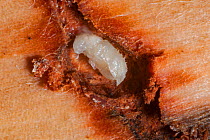 Mountain pine beetle (Dendroctonus ponderosae) pupa in Lodgepole Pine, Teton National Park, Wyoming, USA, August. The current outbreak of mountain pine beetles has been particularly aggressive. This i...