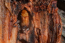 Mountain pine beetle (Dendroctonus ponderosae)  pupa in Lodgepole Pine, Wyoming, USA, August. The current outbreak of mountain pine beetles has been particularly aggressive. This is due to climate cha...