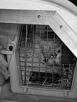 Pine Marten (Martes martes) in a cage in an animal transport van at a motorway service station en route from Scotland to Wales for a reintroduction project run by the Vincent Wildlife Trust, Scotland,...