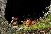 Pine Marten (Martes martes) foraging at night in mixed coniferous and birch woodland in the area where live traps were set for a reintroduction project to Wales by the Vincent Wildlife Trust, Scottish...