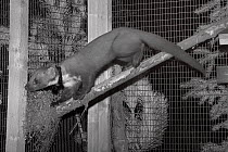 Pine marten (Martes martes) male exploring its soft release cage soon after arrival from Scotland, during a reintroduction project by the Vincent Wildlife Trust, Cambrian Mountains, Wales, UK, Septemb...