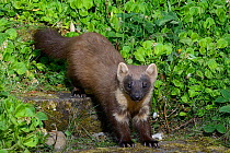 Pine marten (Martes martes) male descending garden steps at night on the way to visiting a bird table to forage on fruit and cake left out for martens, Knapdale, Argyll, Scotland, May. Photographed by...