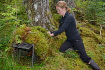 Lizzie Croose using moss to camouflage a live trap set for Pine Martens (Martes martes) in Scottish woodland for a reintroduction project to Wales run by the Vincent Wildlife Trust, Scottish Highlands...