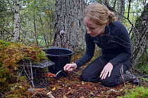 Lizzie Croose using peanuts and raisins to bait a live trap set for Pine Martens (Martes martes) in mixed conifer and birch woodland for a reintroduction project to Wales run by the Vincent Wildlife T...