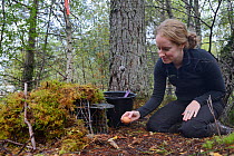 Lizzie Croose using an egg to bait a live trap set for Pine Martens (Martes martes) in mixed conifer and birch woodland for a reintroduction project to Wales run by the Vincent Wildlife Trust, Scottis...