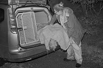 Dr. Jenny Macpherson placing a live trap containing a Pine Marten (Martes martes) caught at night in Scottish woodland into an animal transport van, for a reintroduction project to Wales run by the Vi...