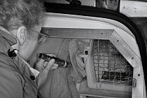 Dr. Jenny Macpherson inspecting Pine Martens (Martes martes) in an animal transport van at a motorway servce station en route from Scotland to Wales for a reintroduction project run by the Vincent Wil...