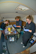 Dr. Jenny Macpherson prepares a radiocollar for a Pine Marten (Martes martes) in a mobile vet clinic as veterinarian Alexandra Tomlinson packages up blood samples and Lizzie Croose records data, durin...