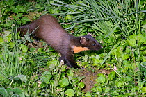 Pine marten (Martes martes) female descending garden steps at night on the way to visiting a bird table to forage on fruit and cake left out for martens, Knapdale, Argyll, Scotland, May. Photographed...