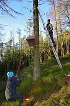 David Bavin up a ladder as Josie Bridges hauls up a wooden den box on a rope pulley to be attached to a pine tree for use by Pine Martens (Martes martes) reintroduced to Wales by the Vincent Wildlife...