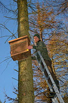David Bavin at the top of a ladder, positioning a wooden den box on a pine tree for use by Pine Martens (Martes martes) reintroduced to Wales by the Vincent Wildlife Trust, Cambrian Mountains, Wales,...