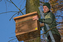 David Bavin at the top of a ladder, positioning a wooden den box on a pine tree for use by Pine Martens (Martes martes) reintroduced to Wales by the Vincent Wildlife Trust, Cambrian Mountains, Wales,...