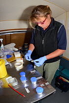 Veterinarian Alexandra Tomlinson preparing Pine Marten (Martes martes) blood samples on microscope slides from animals trapped in Scottish woodland during a reintroduction project to Wales run by the...