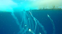 Adelie penguins (Pygoscelis adeliae) swimming underneath sea ice, Antarctica.