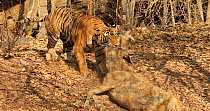 Bengal tiger (Panthera tigris tigris) dragging a dead Sambar (Rusa unicolor), Ranthambore National Park, Rajasthan, India.