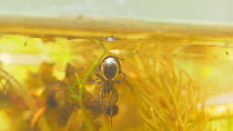 European water spider (Argyroneta aquatica) collecting air for its nest. Captive, native to Northern and Central Europe and Northern Asia. Captive, native to Northern and Central Europe and Northern A...