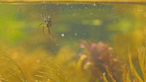 Wide-angle shot of a European water spider (Argyroneta aquatica) collecting air for its nest. Captive, native to Northern and Central Europe and Northern Asia.