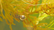 European water spider (Argyroneta aquatica) hunting mosquito larva. Captive, native to Northern and Central Europe and Northern Asia.