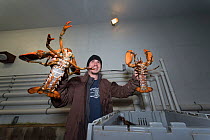 Man holding up Lobsters, Lobster Co-op of Stonington, Maine, USA, February. Model released.