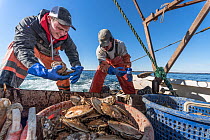 Fishermen harvesting scallops from a scallop dredge on a scallop boat. Cousins Island, Maine, USA, January. Model released.