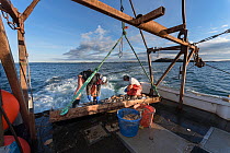 Fishermen harvesting scallops from a scallop dredge on a scallop boat. Cousins Island, Maine, USA, January. Model released.