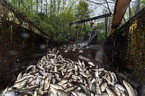 Annual Spring harvest of Alewives (Alosa pseudoharengus), Alewife Restoration Project, Damariscotta Mills, Maine, USA, May. Model released.