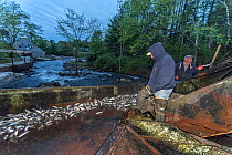 Annual Spring harvest of Alewives (Alosa pseudoharengus), Alewife Restoration Project, Damariscotta Mills, Maine, USA, May. Model released.