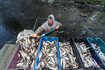 Man emptying Alewives (Alosa pseudoharengus) from a hoop net into crates during the Annual Spring Harvest, Dresden, Maine, USA. May. Model released.