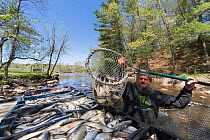 Man catching Alewives (Alosa pseudoharengus) with a hoop net during the Annual Spring Harvest, Dresden, Maine, USA. May. Model released.