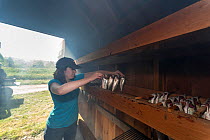 Woman placing  Alewives (Alosa pseudoharengus) in a smoker, Dresden, Maine, USA. May. Model released.