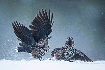 Spotted nutcrackers (Nucifraga caryocatactes) fighting in snow, Vitosha Mountain, Sofia, Bulgaria