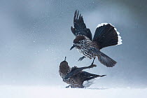 Spotted nutcrackers (Nucifraga caryocatactes) fighting in snow,  Vitosha Mountain, Sofia, Bulgaria